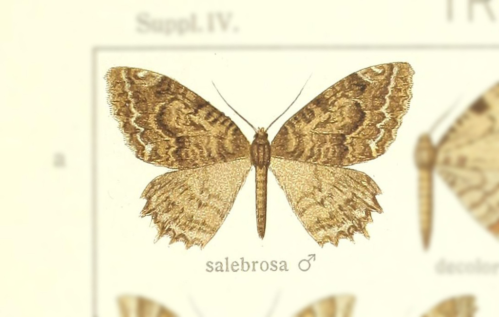 Triphosa salebrosa