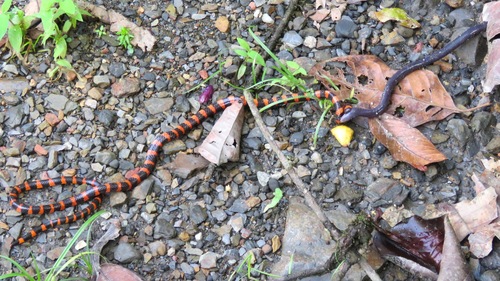 Cauca Coralsnake