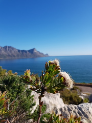 Leucospermum bolusii
