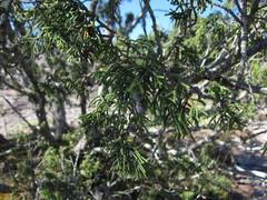 Juniperus durangensis