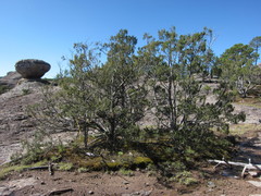 Juniperus durangensis