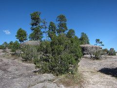Juniperus durangensis