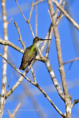 White-Bellied Emerald photo 2