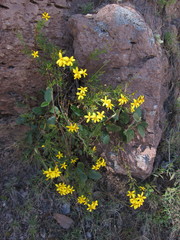 Coreopsis petrophila