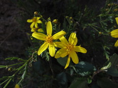 Coreopsis petrophila