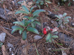 Arbutus occidentalis