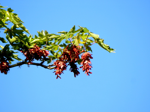 Big-leaf Maple fruiting