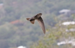 Aerodramus terraereginae