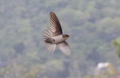 Aerodramus terraereginae