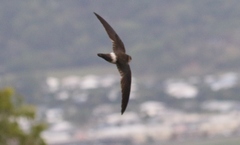 Aerodramus terraereginae