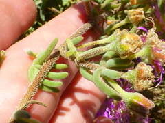 Drosanthemum ambiguum