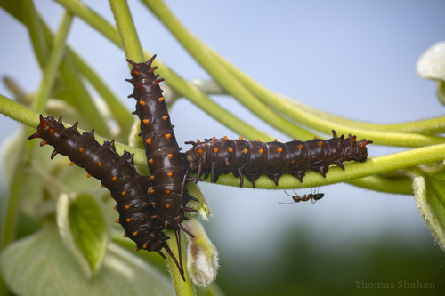 Pipevine Swallowtail, photo 5 of 7