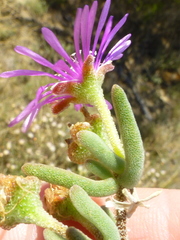 Drosanthemum ambiguum