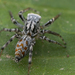 Dimorphic Jumping Spider - Photo (c) Thomas Shahan, some rights reserved (CC BY-NC), uploaded by Thomas Shahan