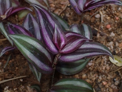 Tradescantia zebrina