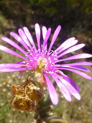 Drosanthemum ambiguum