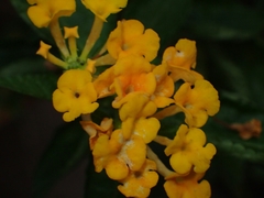Lantana camara