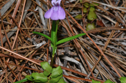 Image of Justicia angusta by (c) James (Jim) Duggan, some rights reserved (CC BY-SA)