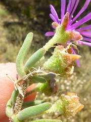 Drosanthemum ambiguum