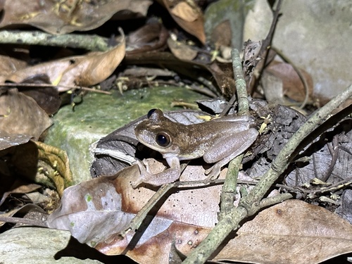 Jamaican Laughing Frog, Osteopilus ocellatus