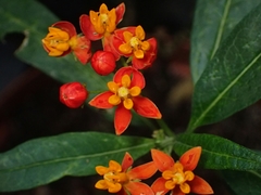 Asclepias curassavica