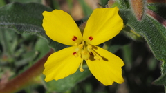 Camissoniopsis ignota