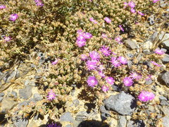 Drosanthemum ambiguum