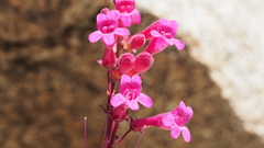 Penstemon clevelandii clevelandii