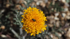 Chaenactis glabriuscula glabriuscula