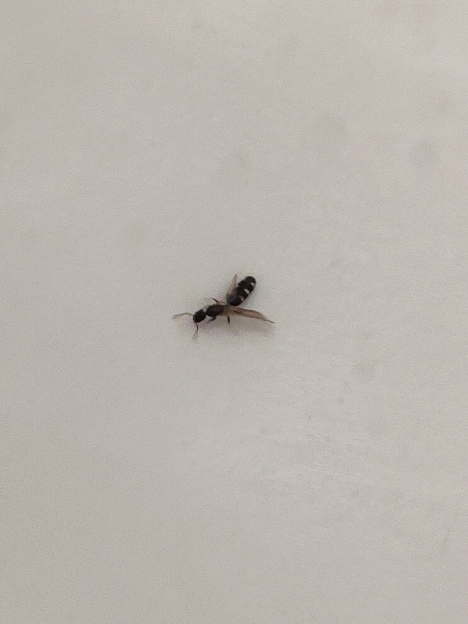 Tapinoma albomaculatum