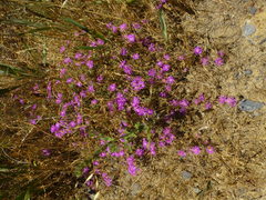 Drosanthemum ambiguum