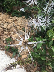 Orthosiphon aristatus