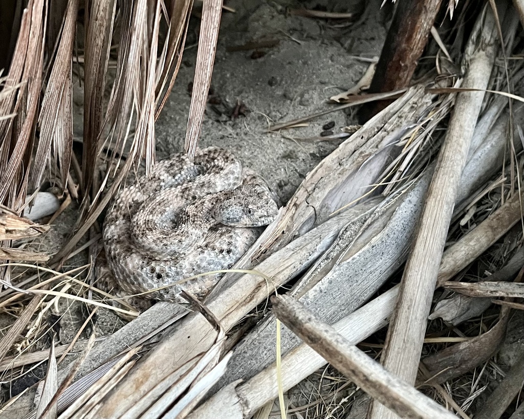 Southwestern Speckled Rattlesnake from Indio Hills Palms Park Property ...