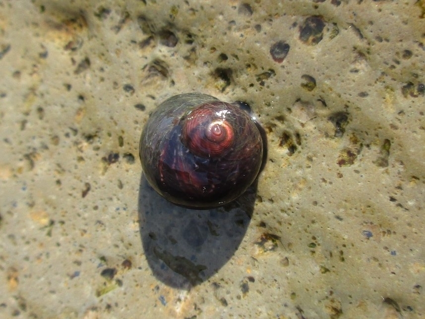 Monodonta neritoides