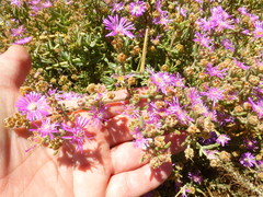 Drosanthemum ambiguum