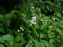Jewel Orchid (Rhopalephora)