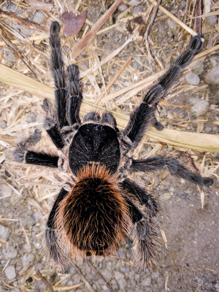 Brazilian Red Birdeater
