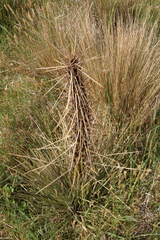 Aciphylla subflabellata