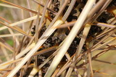 Aciphylla subflabellata