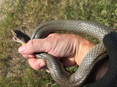 Coluber constrictor oaxaca
