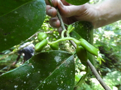 Grisollea thomassetii