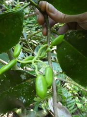 Grisollea thomassetii