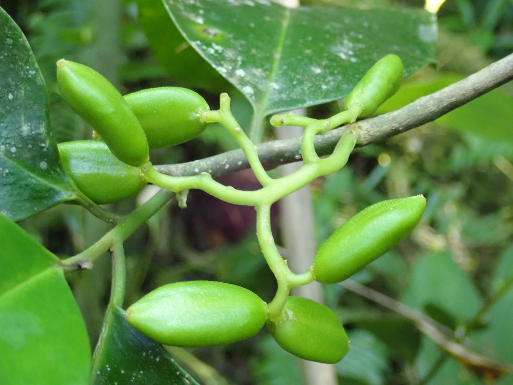 Grisollea