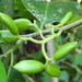 Trilepisium gymnandrum - Photo (c) silhouetteco,  זכויות יוצרים חלקיות (CC BY-NC)