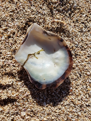 Pinctada radiata