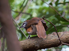 Pterorhinus pectoralis