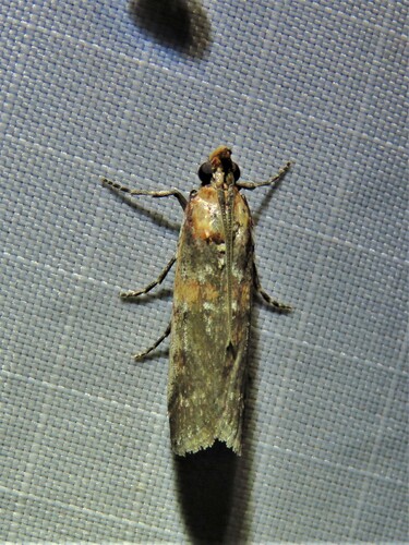 Rusty-banded Adelphia Moth photo 4
