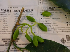 Grisollea thomassetii