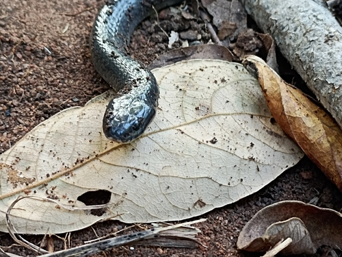 Photo of a Boulenger's Garter Snake (Elapsoidea boulengeri)