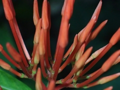Ixora